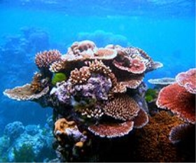Описание: https://upload.wikimedia.org/wikipedia/commons/thumb/2/2e/Coral_Outcrop_Flynn_Reef.jpg/220px-Coral_Outcrop_Flynn_Reef.jpg